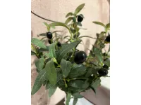 Oggettistica modello Pianta ulivo di Bizzotto in offerta