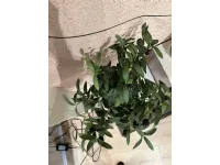 Oggettistica modello Pianta ulivo di Bizzotto in offerta