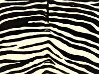 TAPPETO ZEBRATO REALIZZATO IN PELLE DI VERA ZEBRA NATURALE